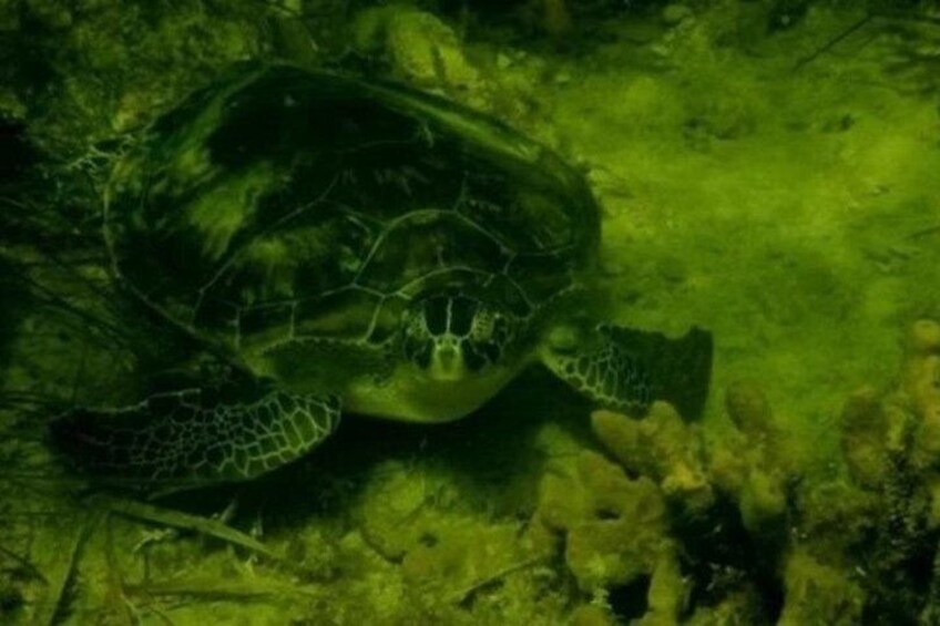 A sea turtle swimming underwater. 4