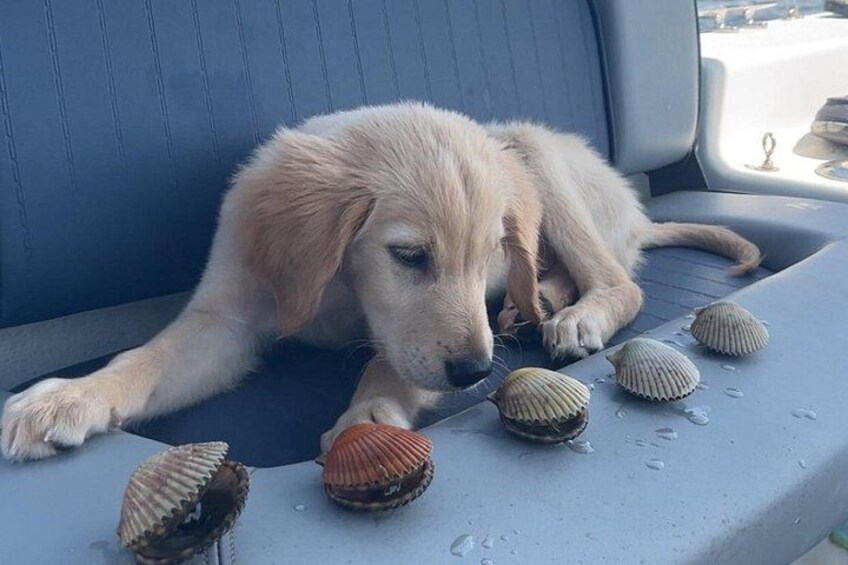 A puppy lying on a blue seat with seashells scattered around. 2