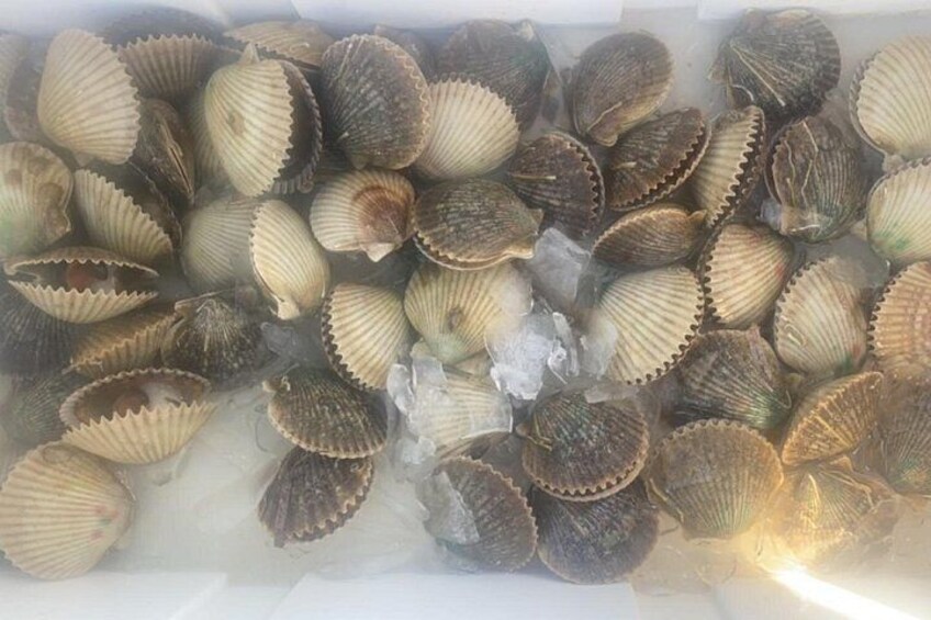 Catch bay scallops and enjoy them fresh! 5
