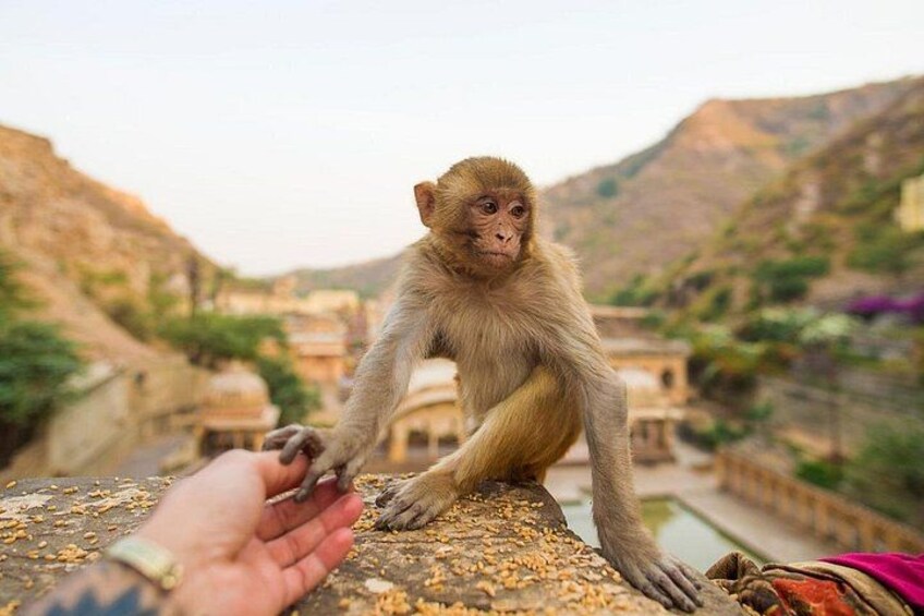 Galtaji Monkey Temple 4
