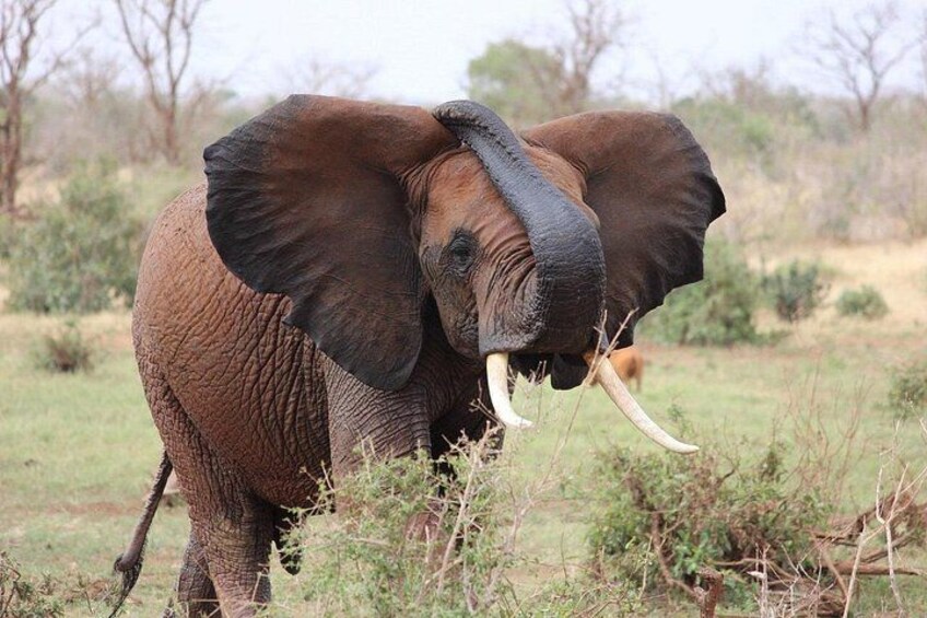 An elephant with large ears and tusks in a grassy field. 4