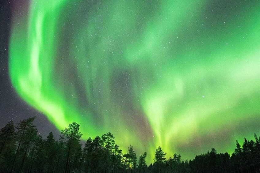 The Northern Lights over a forest. 2