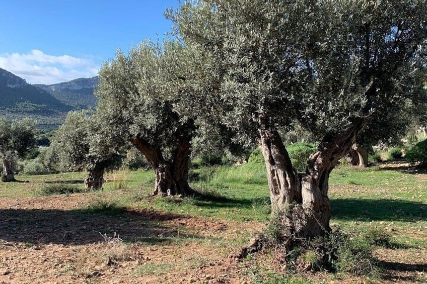 Des oliviers dans un champ, avec une chaîne de montagnes en arrière-plan. 4