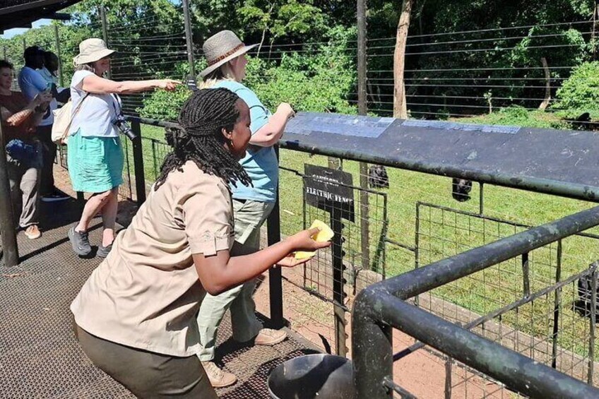 People observing animals behind a fence at a zoo. 3