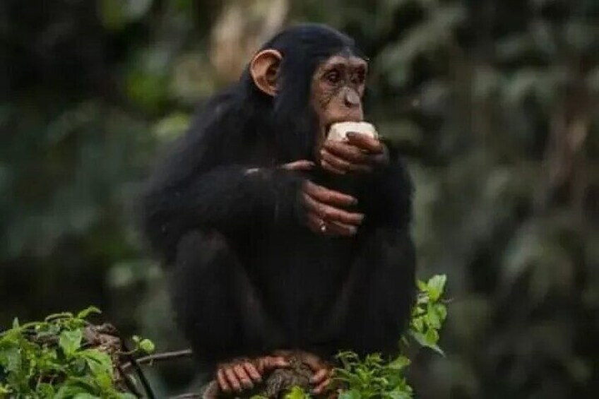 A chimpanzee sitting on a branch, holding and eating a piece of fruit. 4