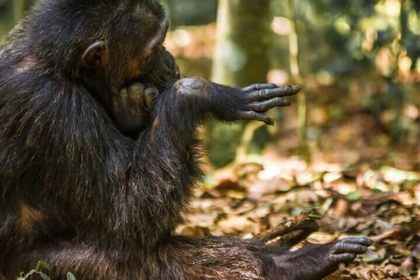 A chimpanzee sitting on the forest floor. 1