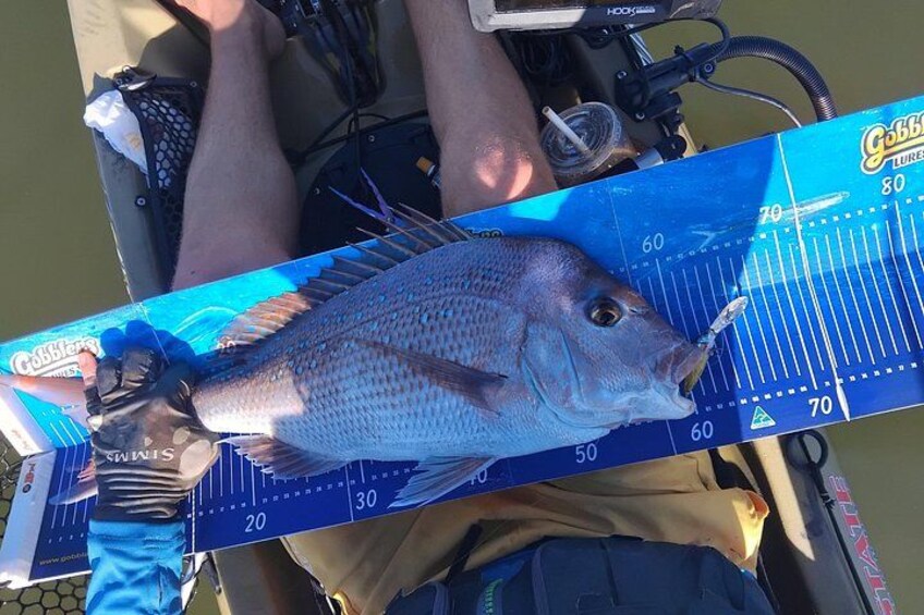 A person holding a fish on a fishing rod, with a blue fishing lure and a ruler for size measurement. 3