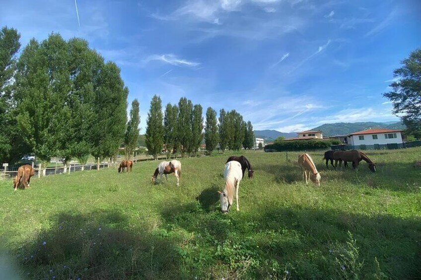 Horses grazing in a grassy field with trees and houses in the background. 1