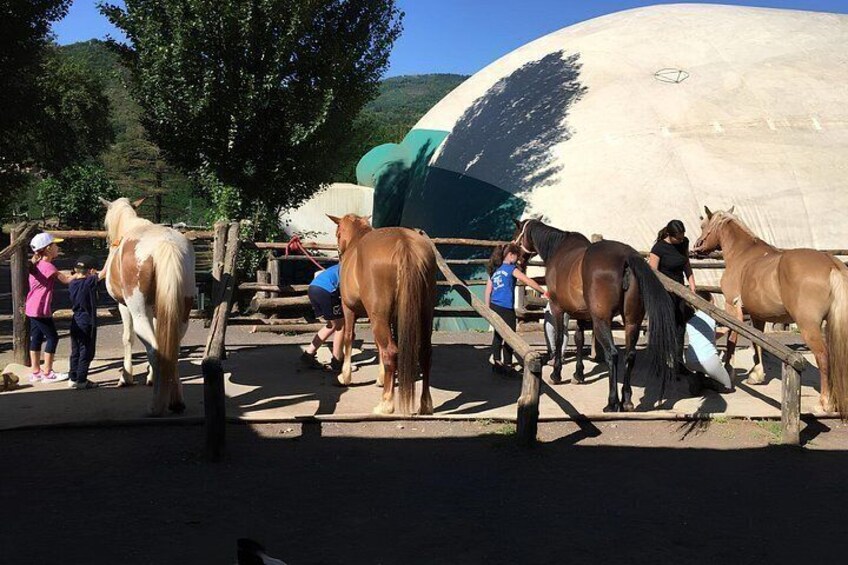 A group of horses in a fenced area with people interacting with them. 2