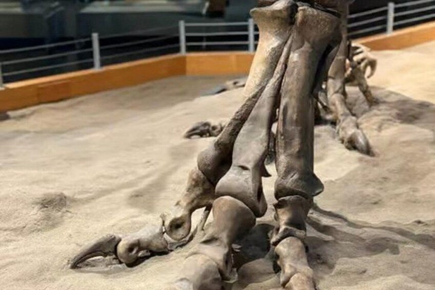 Ett stort dinosaurieskelett med synliga ben och ett sandigt golv. 3