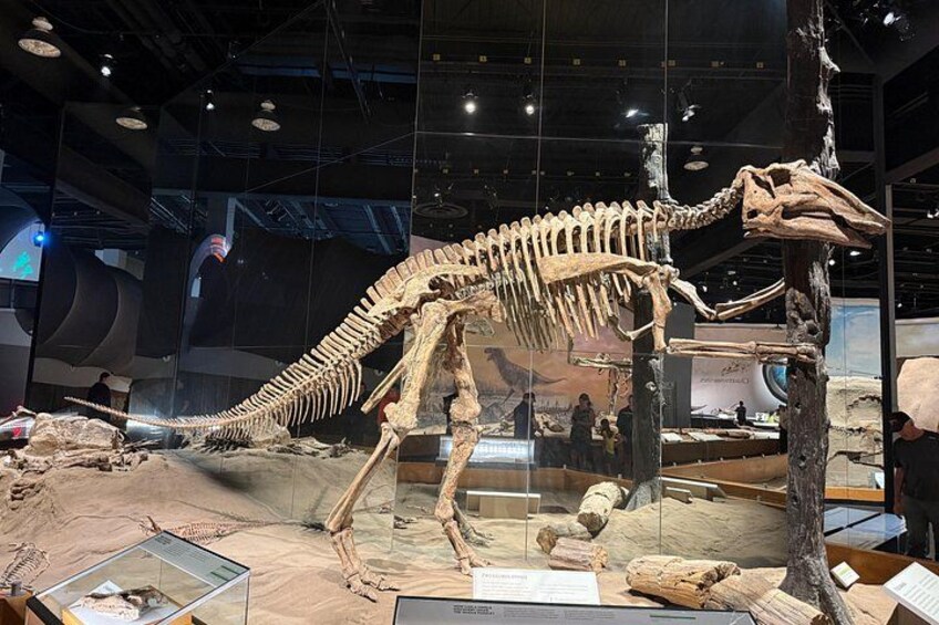 En stor utställning med ett dinosaurieskelett på ett museum. 5