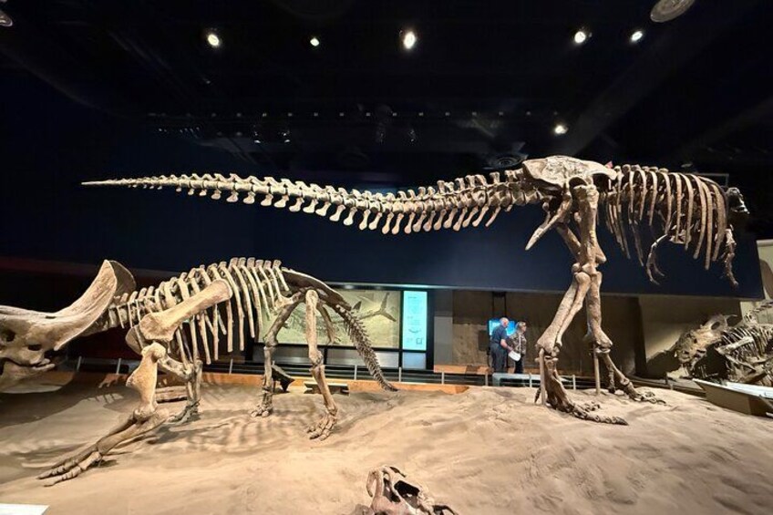 En utställning med ett dinosaurieskelett, med ett stort sauropodskelett och ett mindre teropoddinosaurieskelett. 4
