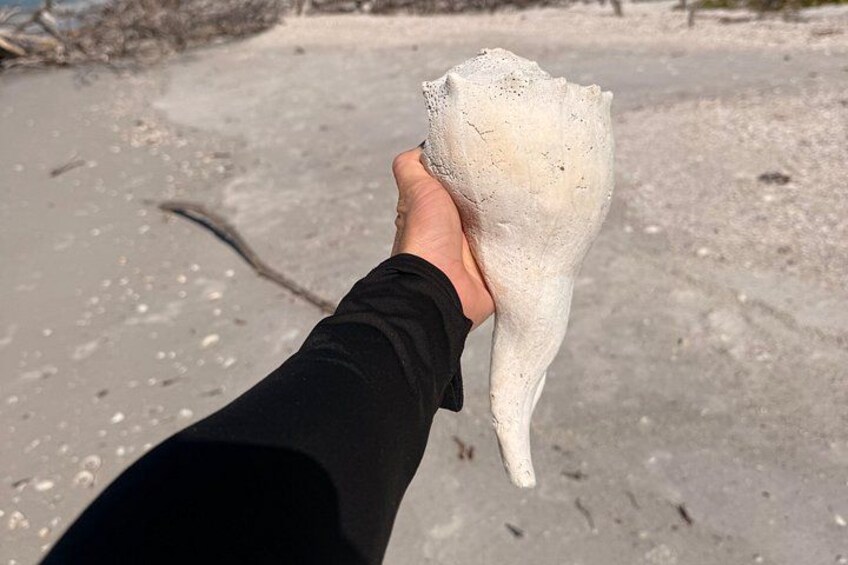 Eine Hand hält eine große, weiße, verfossilte Muschel. 3
