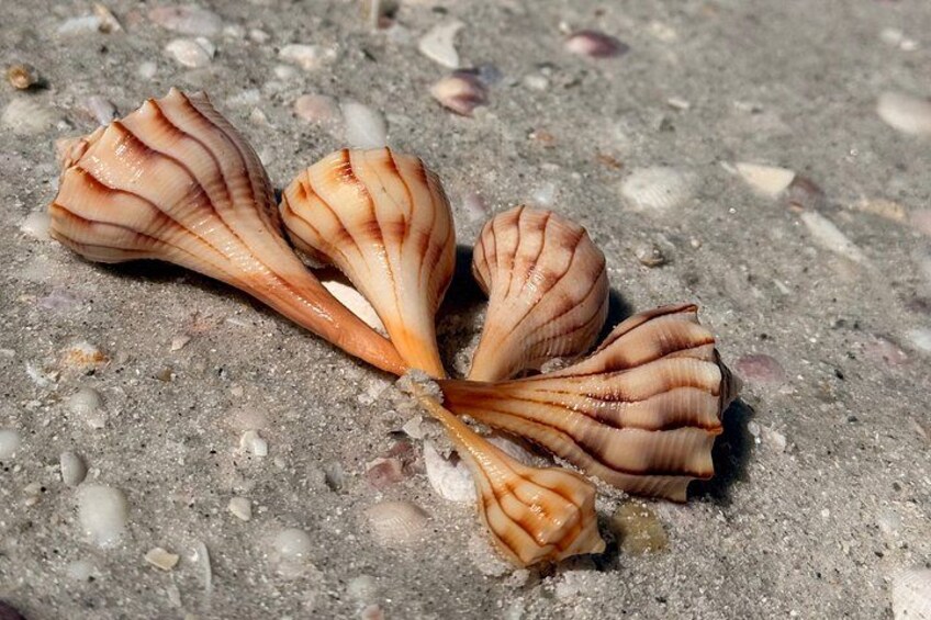 Drei Muscheln auf sandigem Untergrund. 4