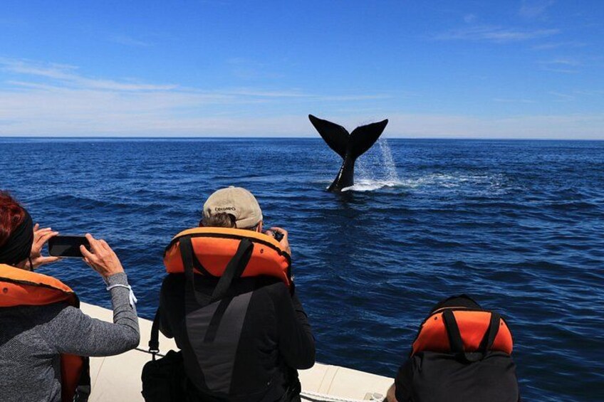 A whale tail breaching the ocean surface, viewed from a boat. 3