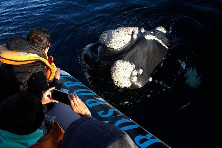 A boat with people observing a whale. 2