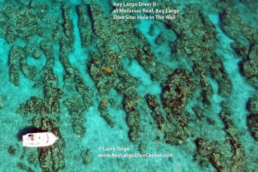 2 Dive Scuba Diving Reef Excursion to Key Largo Marine Sanctuary 2