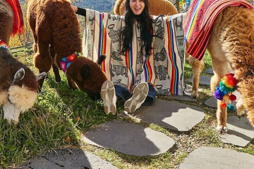 Nami, Alpaca, Petite France, Morning Calm Begonia One Day Tour 2