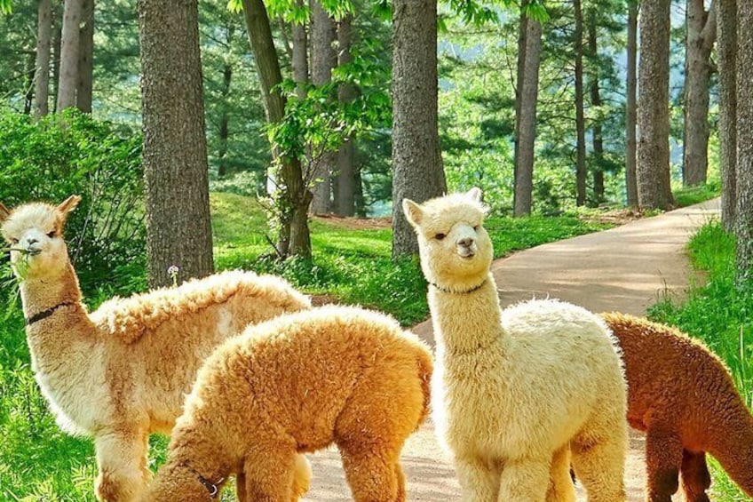 Nami, Alpaca, Petite France, Morning Calm Begonia One Day Tour 3