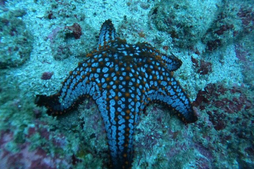 Starfish. 5