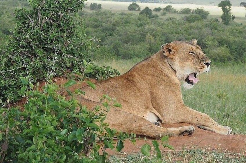 1 Day Tour to Amboseli Park And a Majestic Mt Kilimanjaro View 2