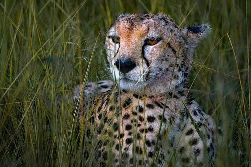 A cheetah in tall grass. 2