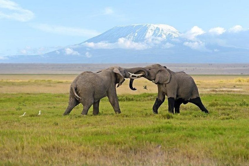 Two elephants in a grassy field with a mountain in the background. 3