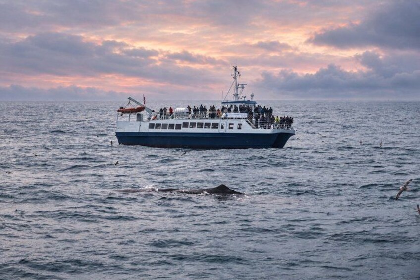 Un bateau transportant des passagers sur l’eau au coucher du soleil. 1