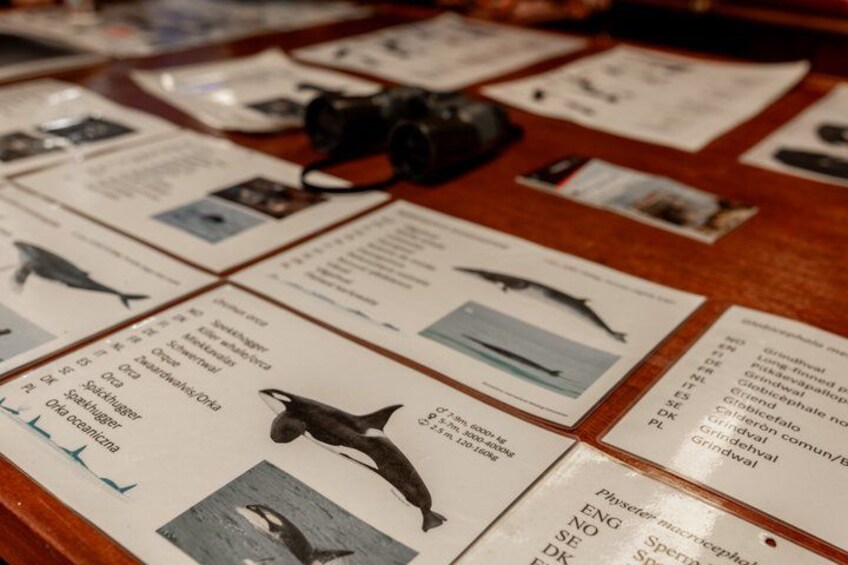 Une table comportant des fiches d’information sur la vie marine, avec des photographies et du texte. 4