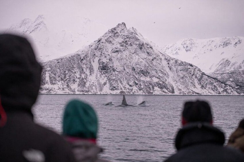Un paysage montagneux enneigé, avec une personne au premier plan et une baleine dans l’eau. 5