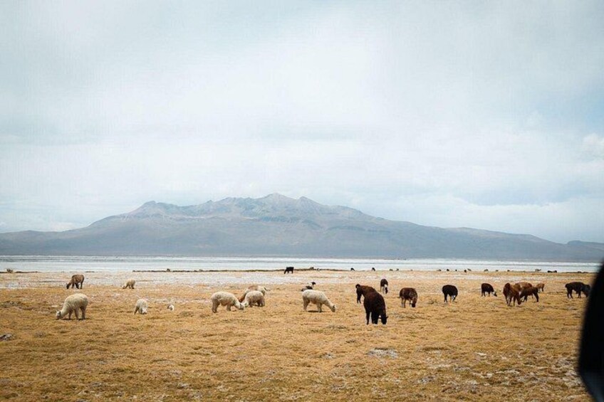 A herd of cattle grazing on a dry grass field with a mountain in the background. 2