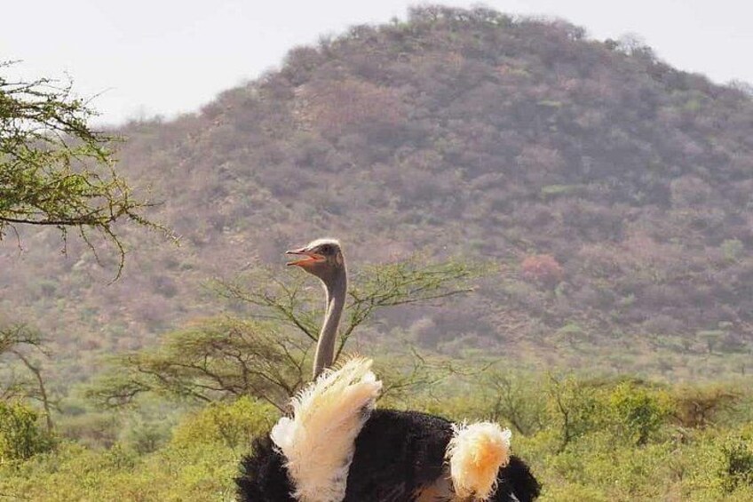 An ostrich in a natural landscape with sparse vegetation and a hill in the background. 2