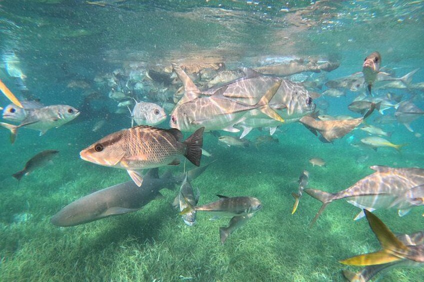 Ein Fischschwarm schwimmt in klarem Wasser. 1