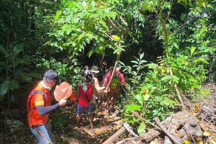 A group of people hiking in a forested area with dense vegetation and a clear path. 1