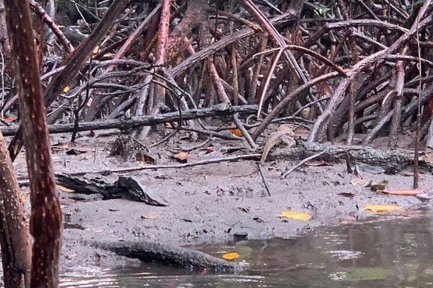 Bosque de manglares con raíces y ramas densas en aguas poco profundas. 3