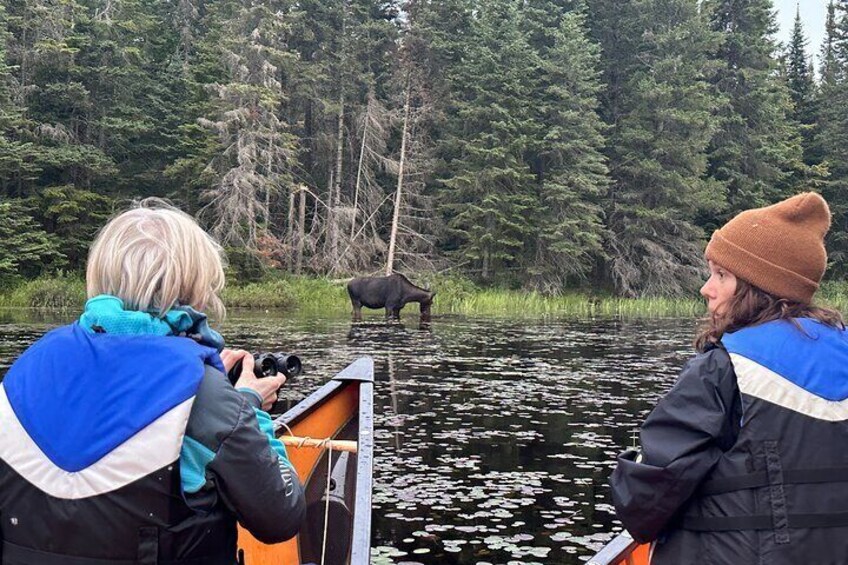 1 Day Canoeing Tour in Algonquin Park 2