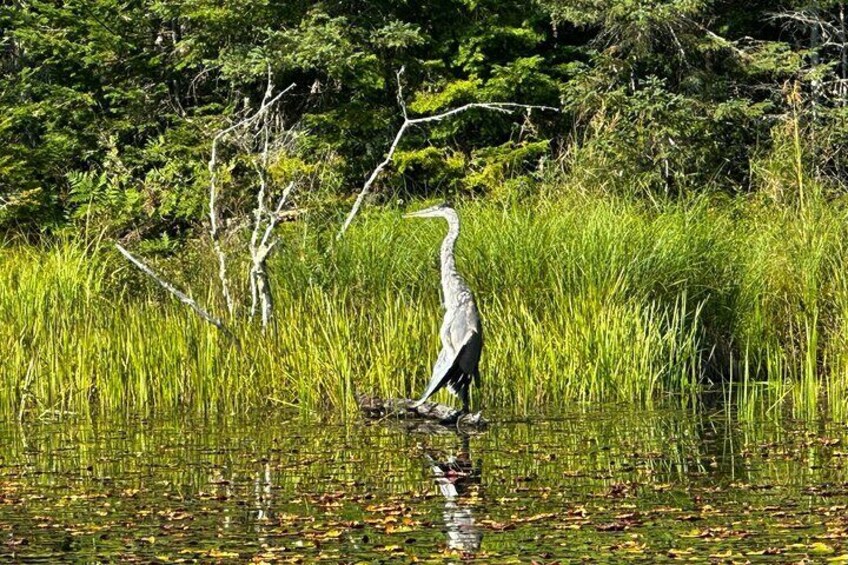 1 Day Canoeing Tour in Algonquin Park 5