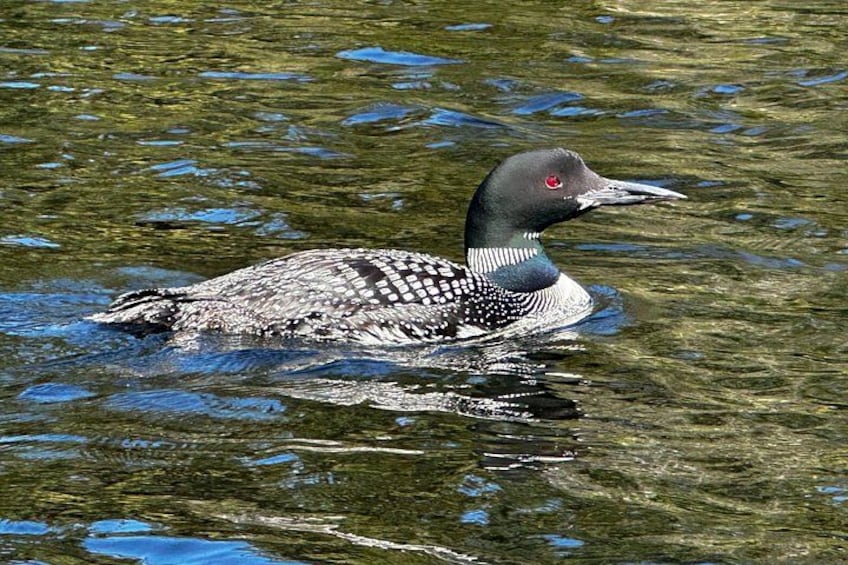 A loon swimming in clear water. 2