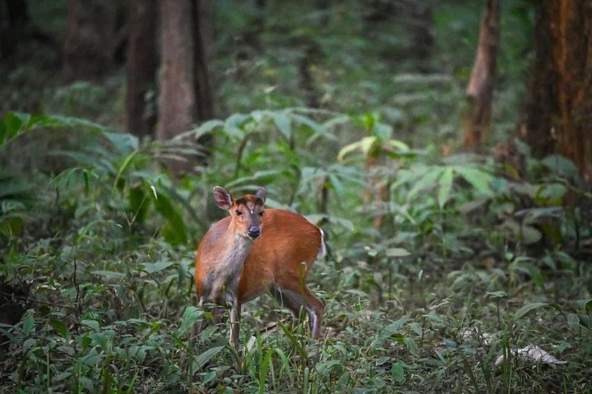 A deer in a forest with dense foliage and trees. 3