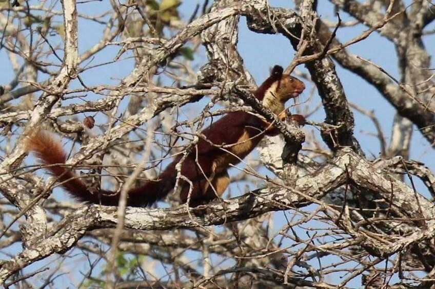 A squirrel in a tree with a clear blue sky in the background. 2