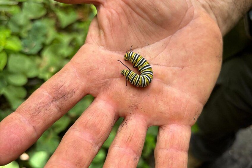 A hand holding a caterpillar. 2