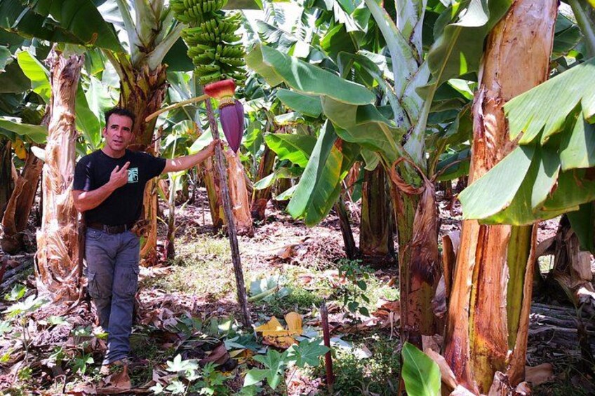 Eco Friendly Banana Cultivation Tour in La Palma 5