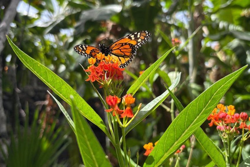 Ein Schmetterling auf einer Pflanze mit roten Blüten. 2