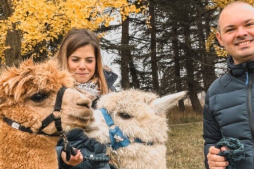 A person holding a llama, another person holding a dog, and a third person standing nearby. 1