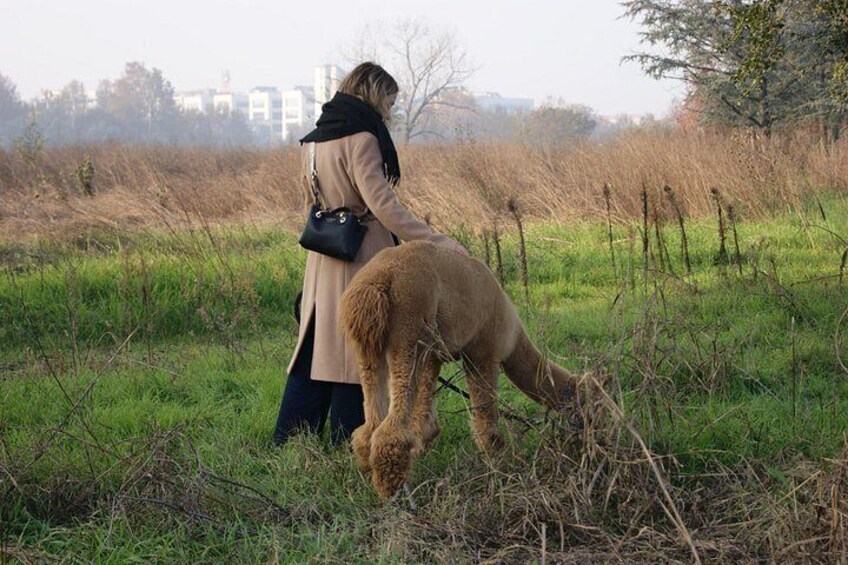 A person in a coat and scarf walking with a curly-haired dog in a grassy field. 2