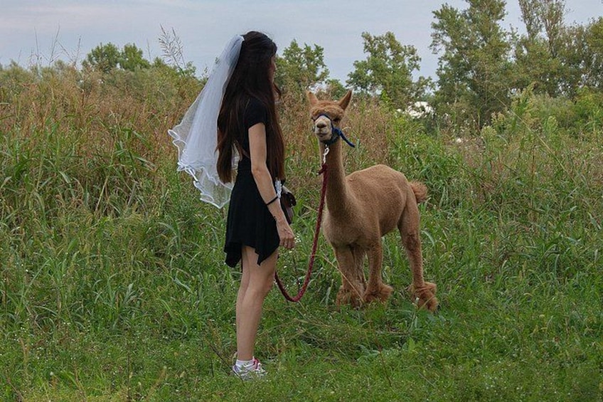 A person with a llama in a grassy field. 3