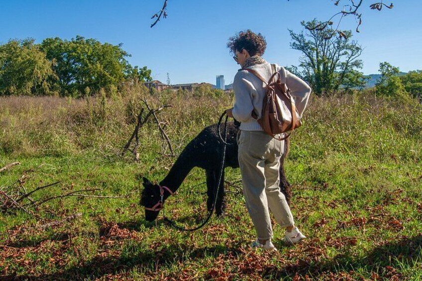 A person walking a dog in a grassy field with trees and buildings in the background. 3