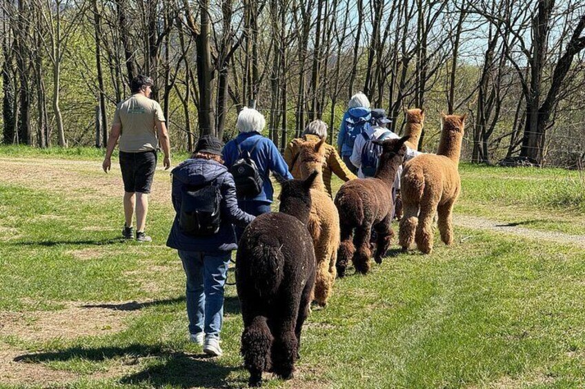 A group of people herding llamas in a grassy field with trees in the background. 5