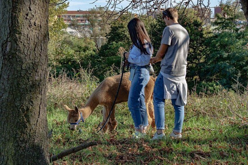 A person walking a dog on a leash in a grassy area with trees and a building in the background. 4