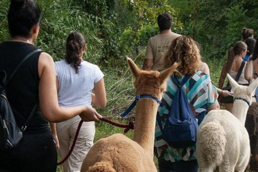People walking with llamas in a green, leafy environment. 1